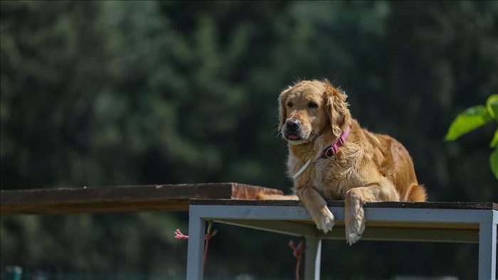 Un chien parcourt 380 km pour retrouver son maître